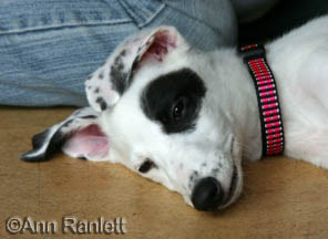 Greyhound Pup, photo by Ann Ranlett