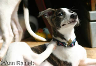 Greyhound Pup, photo by Ann Ranlett