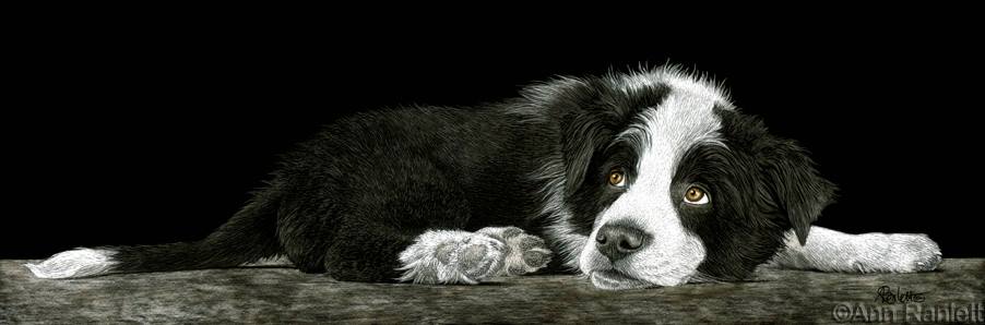 Tell Me More About 'Sheep' - scratchboard by Ann Ranlett