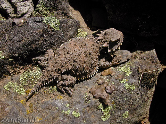 Horned Lizard - Butte County, CA, 2004