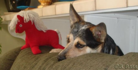 Photo provided by Jack's owner, taken by B. Bass