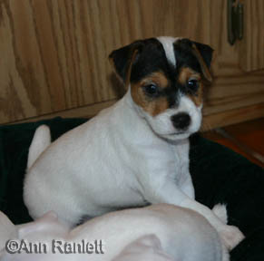Jack Russell Terrier pup, photo by Ann Ranlett