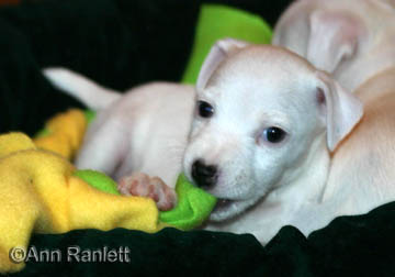 Jack Russell Terrier pup, photo by Ann Ranlett
