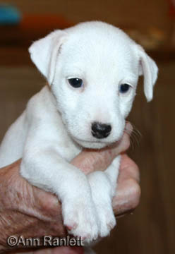 Jack Russell Terrier pup, photo by Ann Ranlett