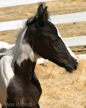 Misty photo, cropped