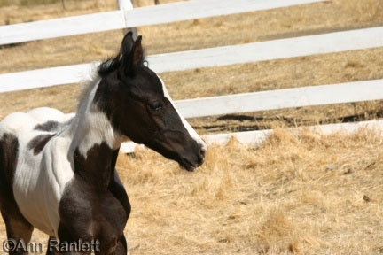 Misty, photo by Ann Ranlett