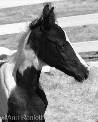 Misty photo, greyscale