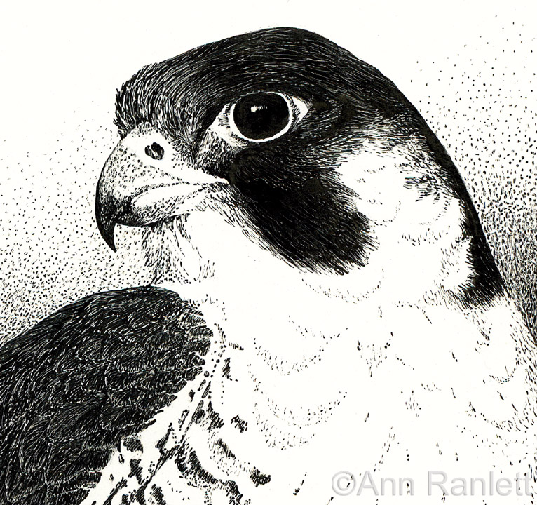 Featured image of post How To Draw A Falcon Head Start adding your final layers of shading by starting at the eye again