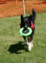 BowWowBash10