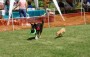 BowWowBash11