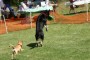 BowWowBash12