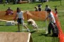 BowWowBash9
