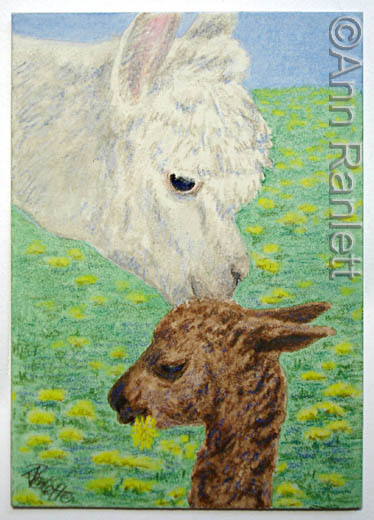 Alpaca Kiss - ACEO by Ann Ranlett