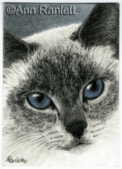 Blue Sky Eyes - pencil & color pencil ACEO by Ann Ranlett