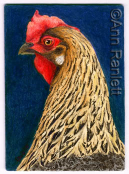 Chicken in Charge - ACEO by Ann Ranlett