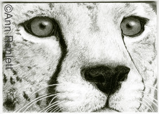 Eyes of Africa, pencil ACEO by Ann Ranlett