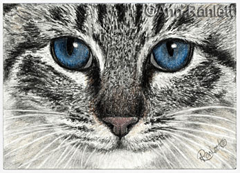 Feline Intensity - ACEO by Ann Ranlett