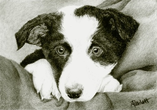 Future Herder - Magpie, pencil drawing by Ann Ranlett