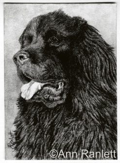 Got Cookies? Newfie drawing by Ann Ranlett