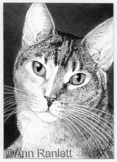 GraphiCat - pencil drawing by Ann Ranlett