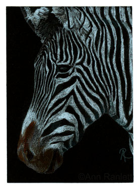 Grevy's Zebra #2 - original color pencil drawing