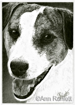 Jack Russell Terrier drawing by Ann Ranlett