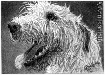 Irish Wolfhound - pencil drawing by Ann Ranlett