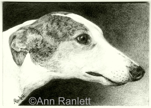Long & Lean, greyhound ACEO in pencil, by Ann Ranlett