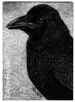 Nevermore - raven ACEO on scratchboard, by Ann Ranlett