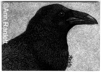 Poe - raven ACEO on scratchboard, by Ann Ranlett