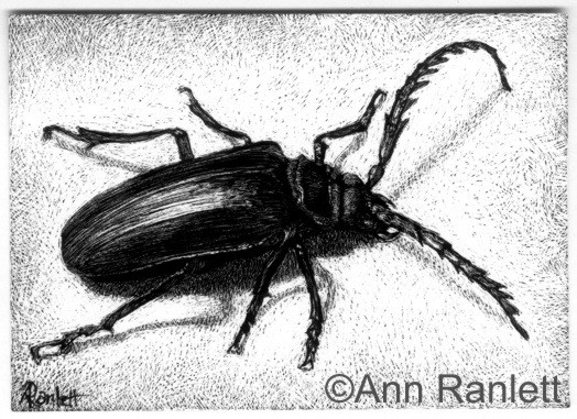 California Prionus beetle on black scratchboard by Ann Ranlett