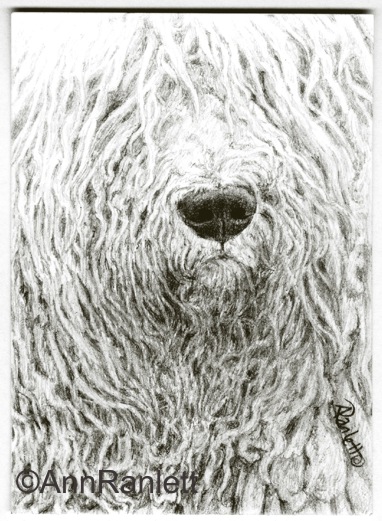 RastaVision - graphite pencil ACEO by Ann Ranlett