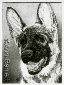 German Shepherd pup - graphite pencil drawing by Ann Ranlett