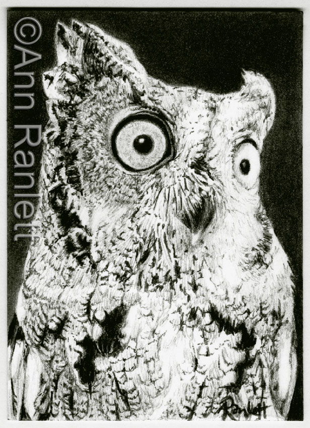 Western Screech Owl - pencil drawing by Ann Ranlett