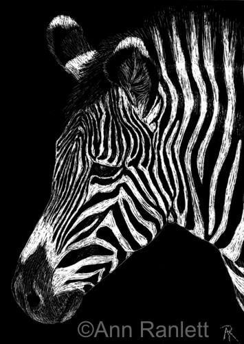 Stripey #2 - zebra drawing by Ann Ranlett