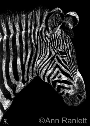 Stripey - zebra drawing by Ann Ranlett