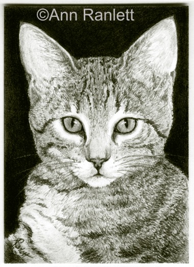 The Look #2 - ACEO pencil drawing of a tabby kitten, by Ann Ranlett