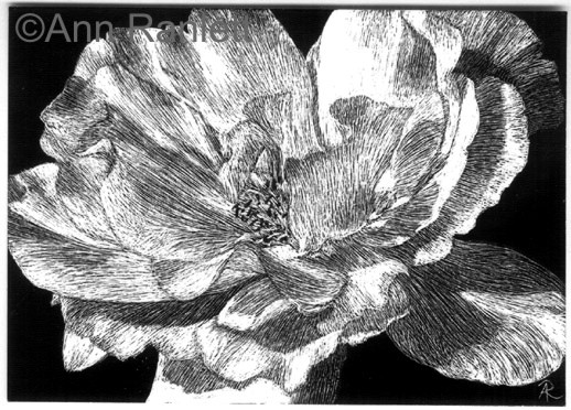 White Rose on Black Scratchboard by Ann Ranlett