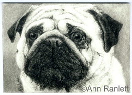 Wrinkles - pencil drawing by Ann Ranlett