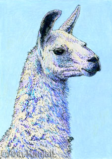 Llama drawing by Ann Ranlett, click the image to see the listing