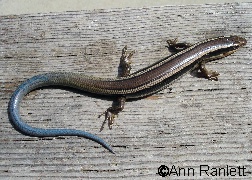 Western Skink - photo by Ann Ranlett