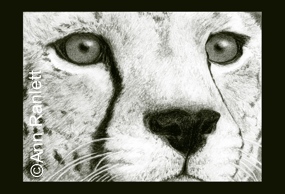 "Eyes of Africa" - copyright text does not appear on magnet