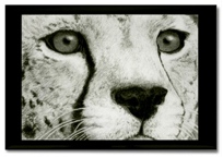 "Eyes of Africa" cheetah magnet
