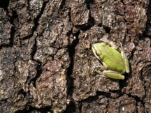 original frog photo - copyright Sandy O'Bleness