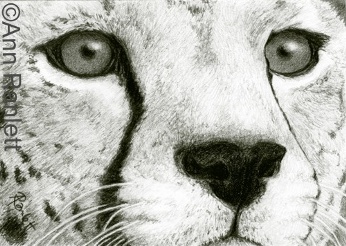 "Eyes of Africa"  - cheetah