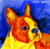 "Golden Boy" Boston Terrier