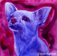 "Biscuit" Chihuahua