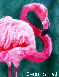 flamingo