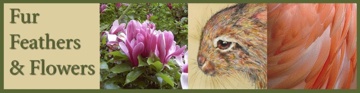 Click here to see all the Fur, Feathers & Flowers art by A4C members