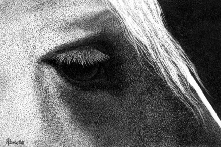 "Belgian Gaze"